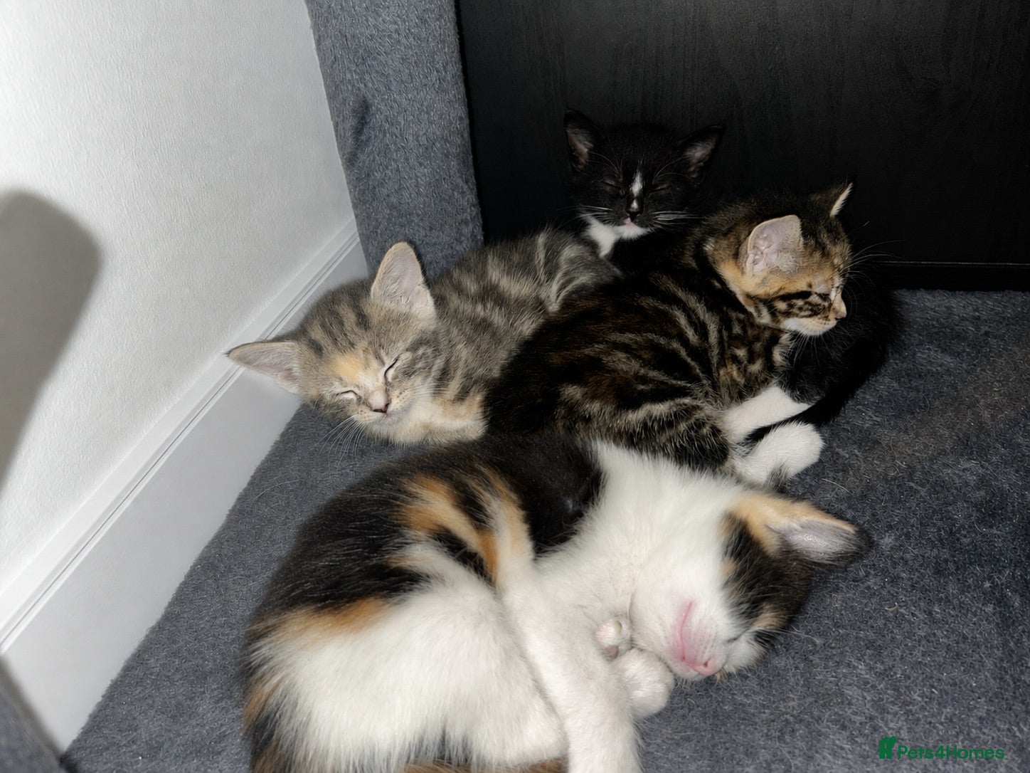 Mixed Breed cats Beautiful Domestic Shorthair Kittens  🐾 - Advert 2