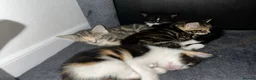 Mixed Breed cats for sale: Beautiful Domestic Shorthair Kittens  🐾 - Advert 1