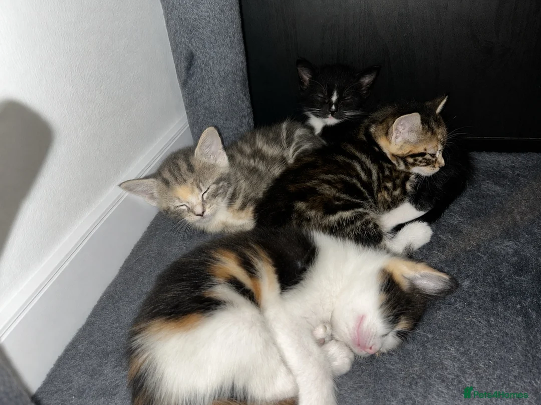 Mixed Breed cats for sale: Beautiful Domestic Shorthair Kittens  🐾 - Advert 1