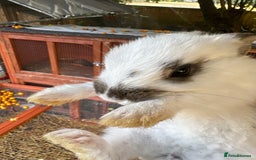 English Lop rabbits for sale: Lop eared bunnies - Image 4