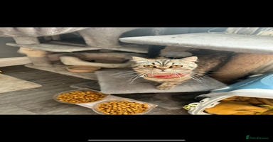 Persian cats - Advert 11