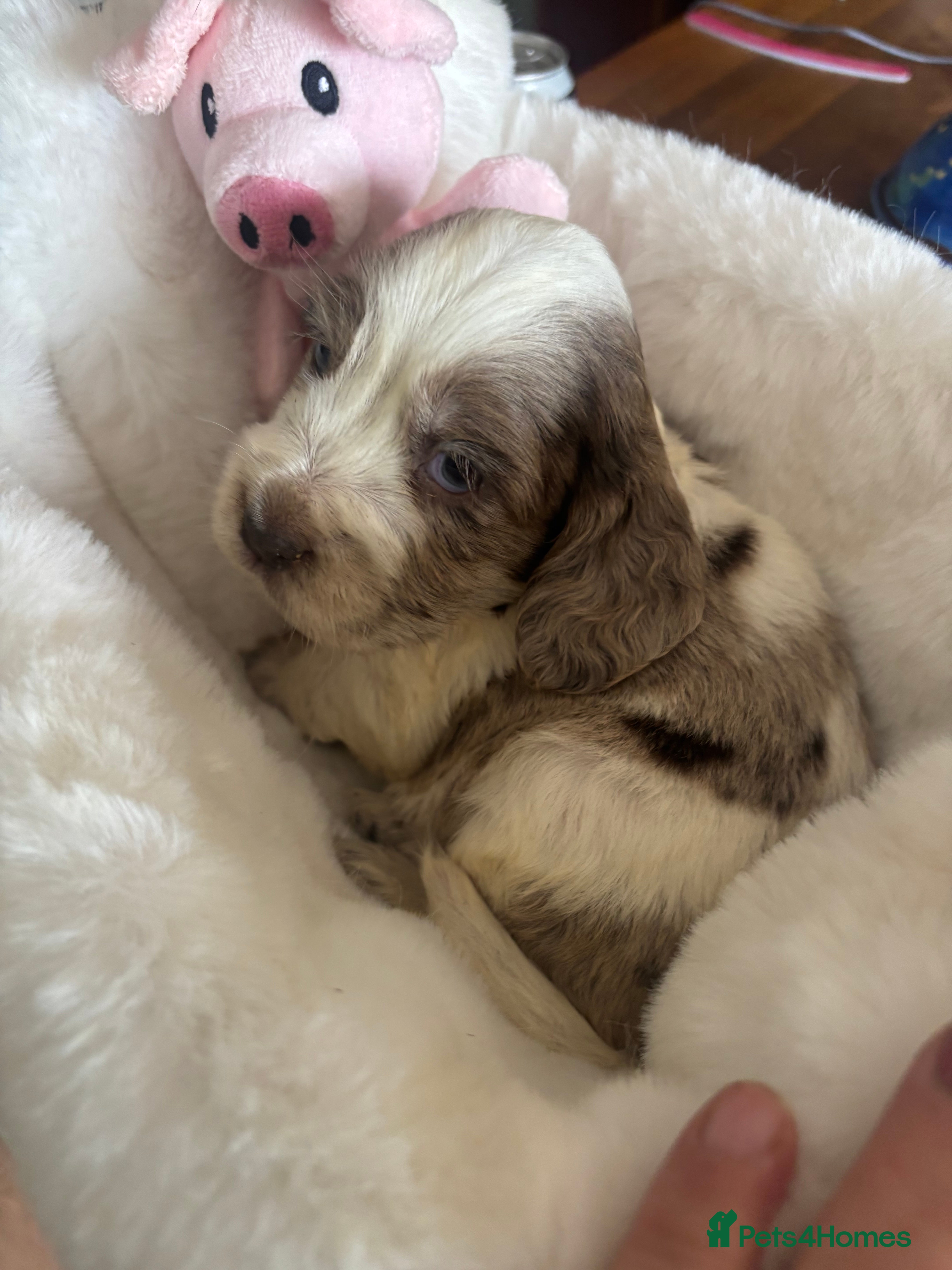 Cocker Spaniel dogs Cocker spaniel puppies  - Advert 1
