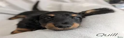 Miniature Dachshund dogs for sale: Miniature Longhaired Dachshund Puppies - Advert 20