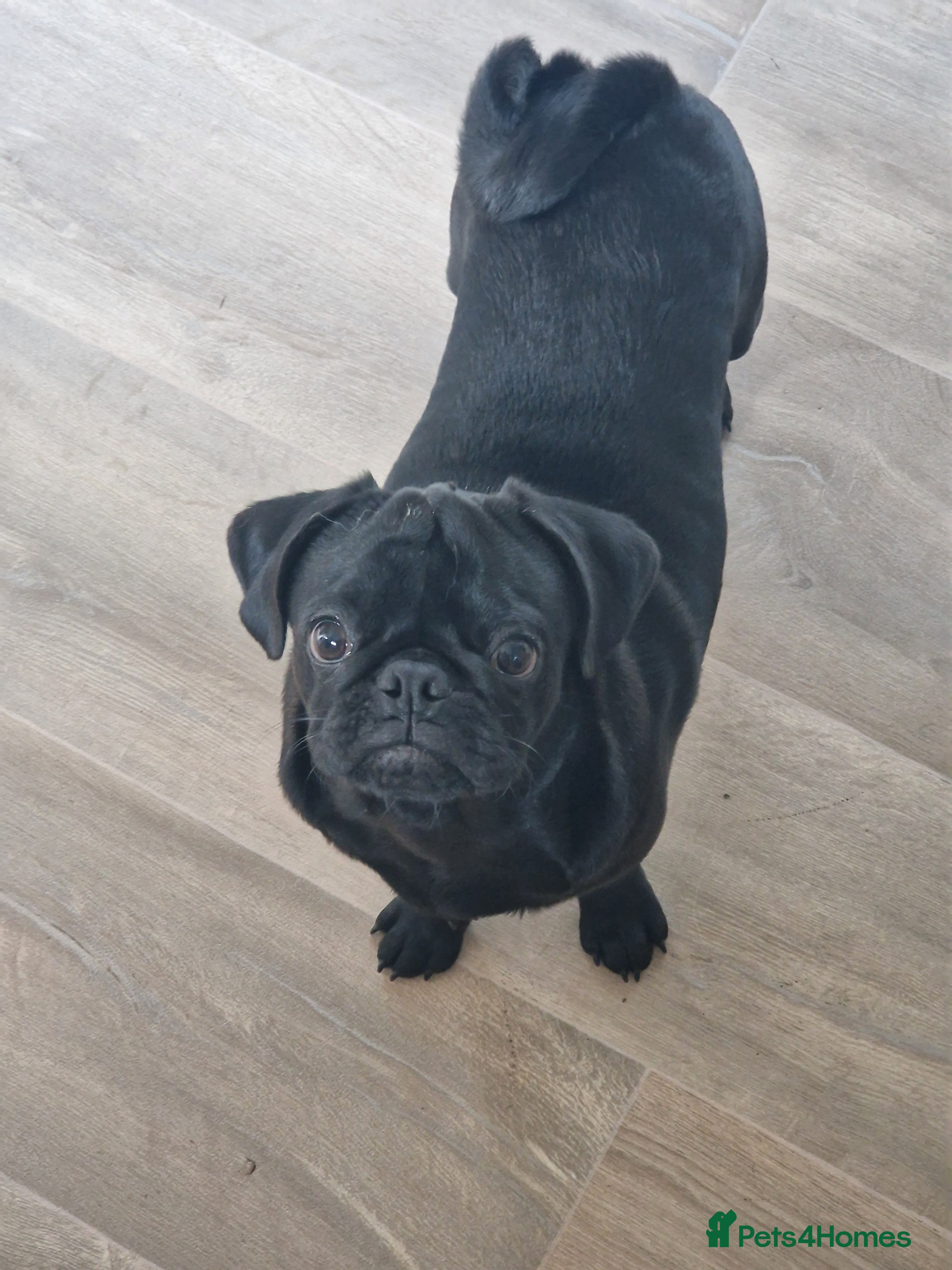 Pug dogs Female pug for sale - Advert 1