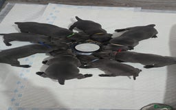 Staffordshire Bull Terrier dogs for sale: Staffordshire bull terrier  - Advert 18