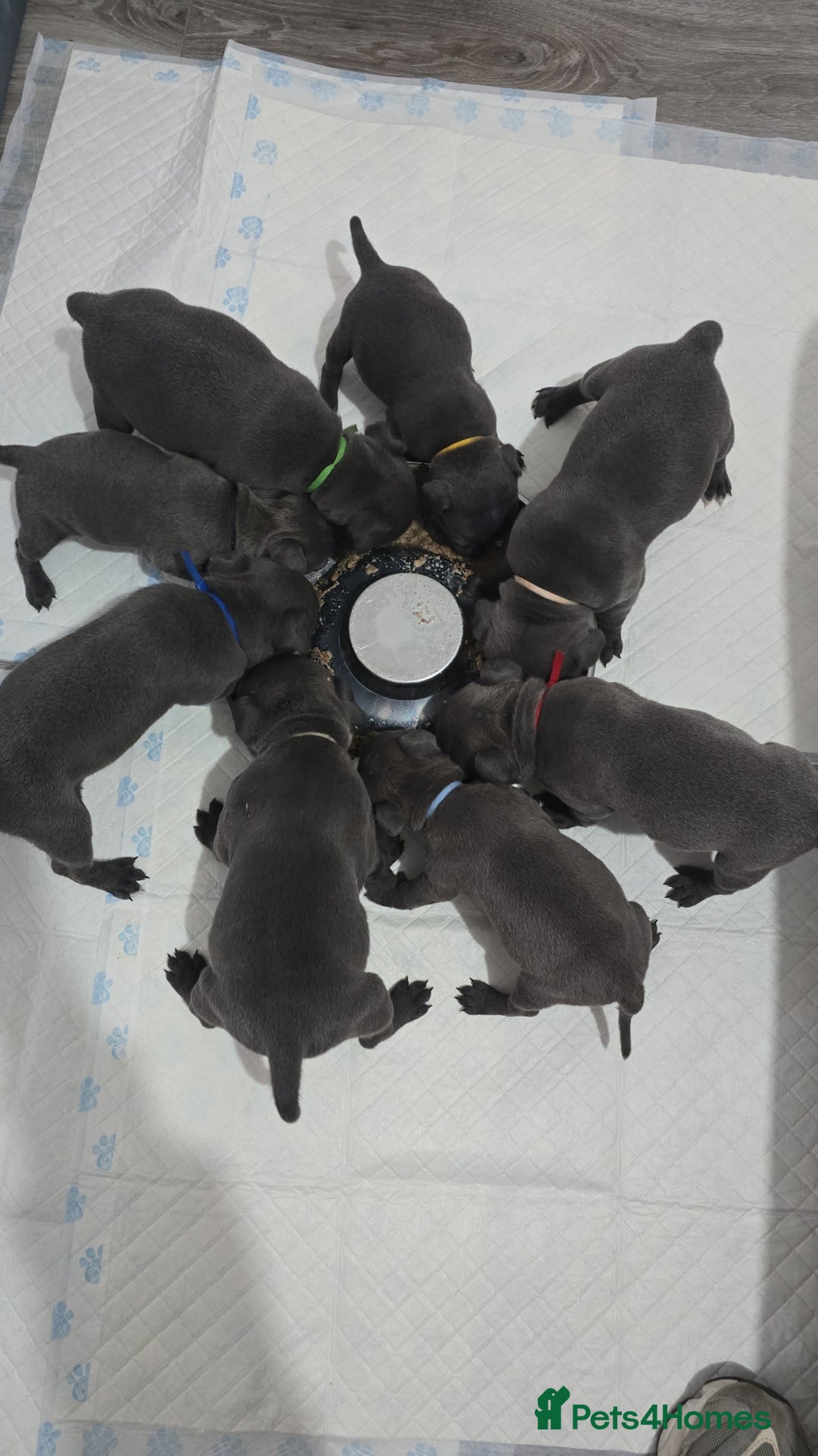 Staffordshire Bull Terrier dogs for sale: Staffordshire bull terrier  - Advert 18