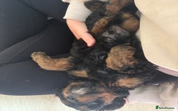 Cavapoo dogs for sale: Outstanding Blk and tan toy cavapoo male left  - Image 27