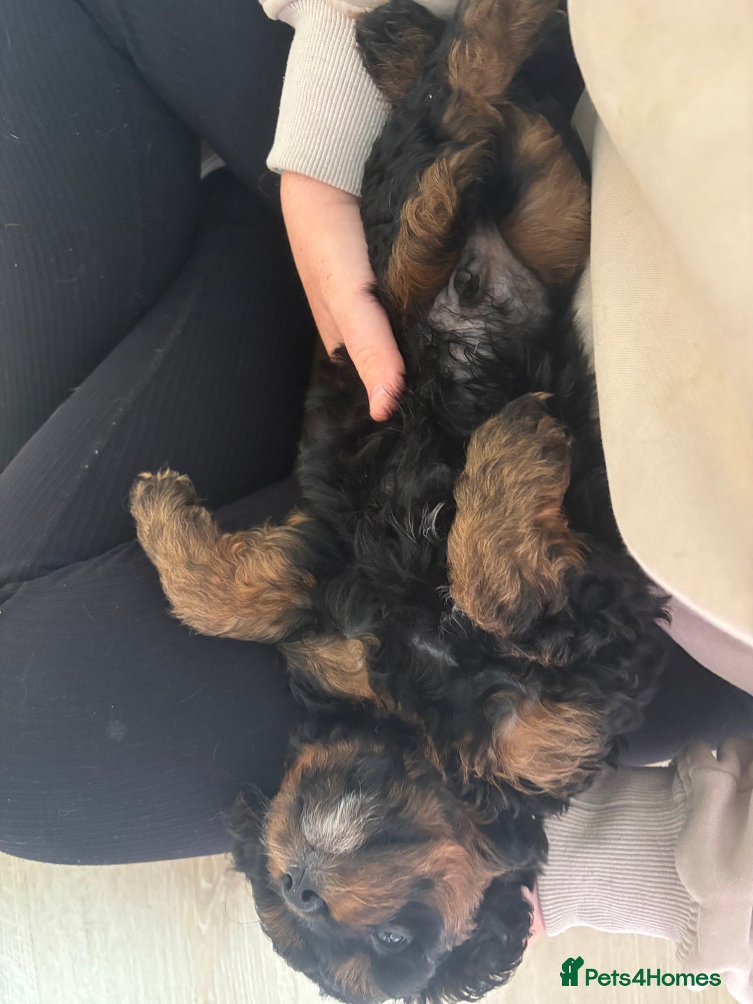 Cavapoo dogs for sale: Outstanding Blk and tan toy cavapoo male left  - Image 27