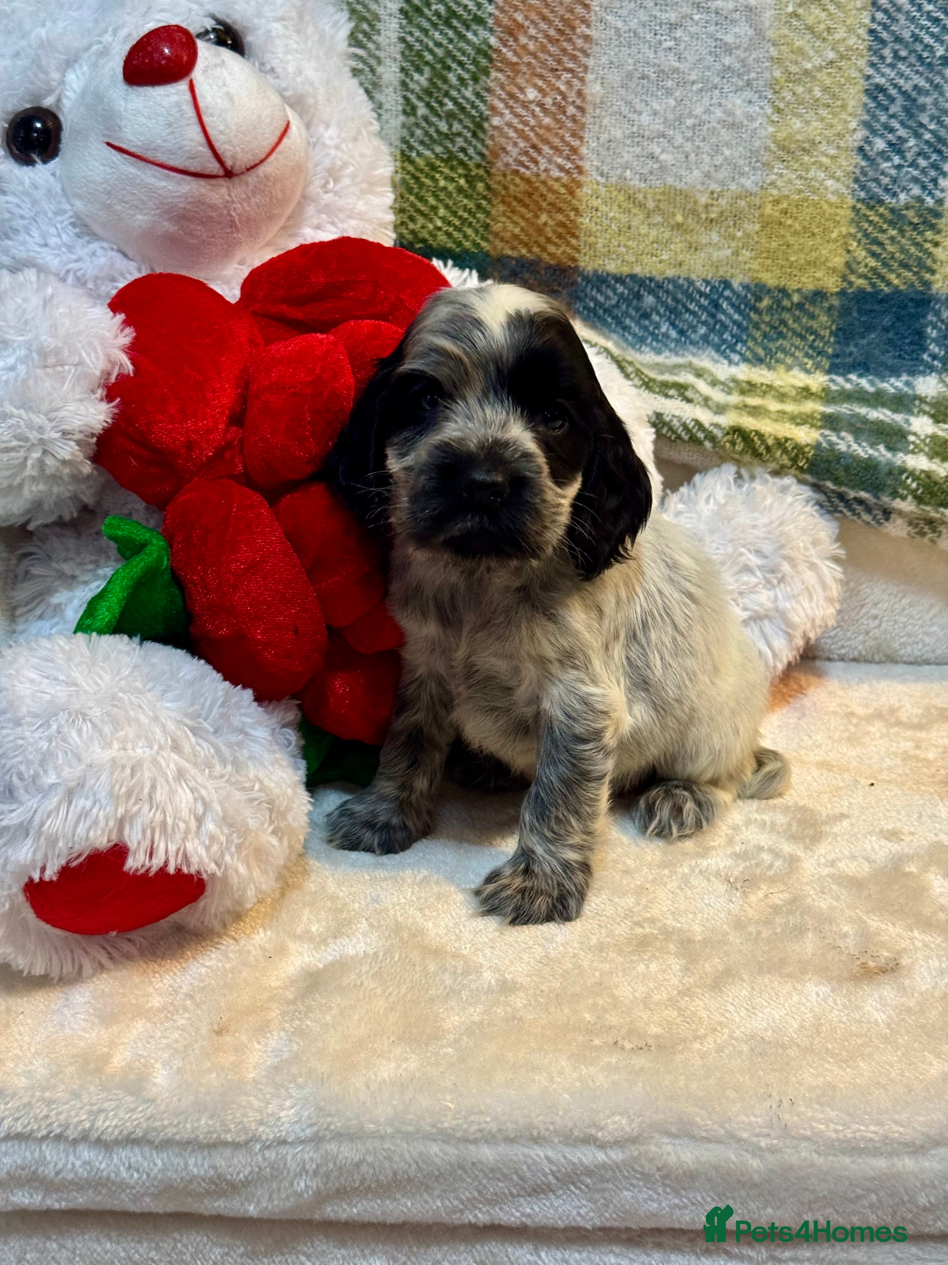 Cocker Spaniel dogs 2left gorgeous show type cocker spaniel dna clear  - Advert 1