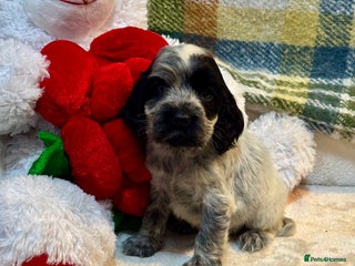 Cocker Spaniel dogs 4 gorgeous show type cocker spaniel dna clear - Advert 5