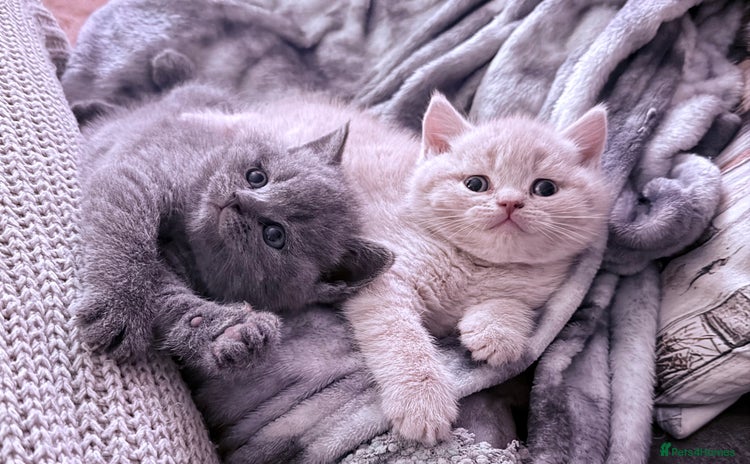 British Shorthair cats - Advert 4