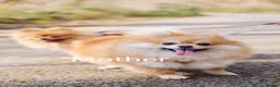 Pomeranian dogs for sale: KC registered pomeranian puppies - 4 girls  - Advert 7