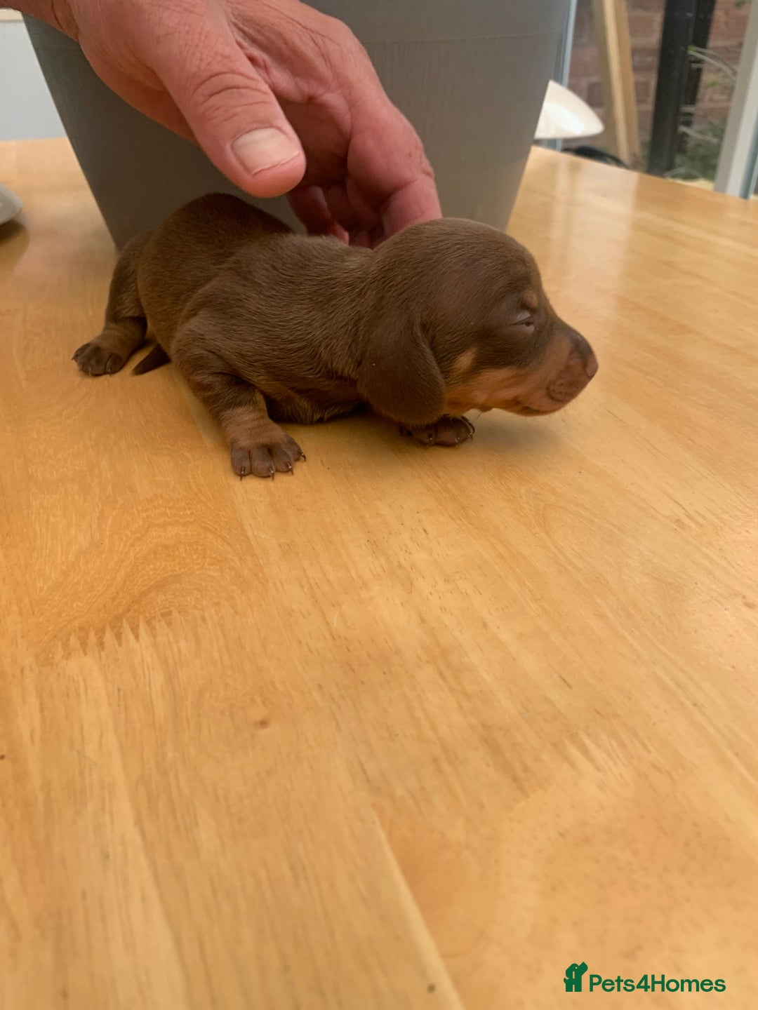 Dachshund dogs for sale: Miniature dachshunds  - Image 13