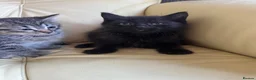 Mixed Breed cats for sale: Beautiful kittens  - Advert 2