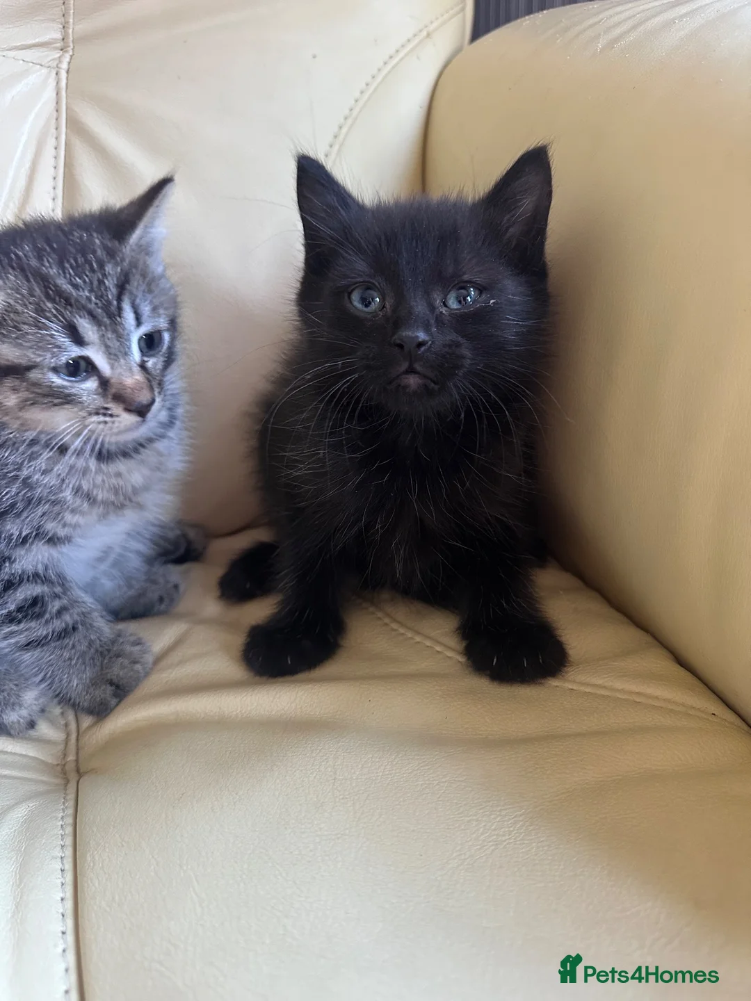 Mixed Breed cats for sale: Beautiful kittens  - Advert 2