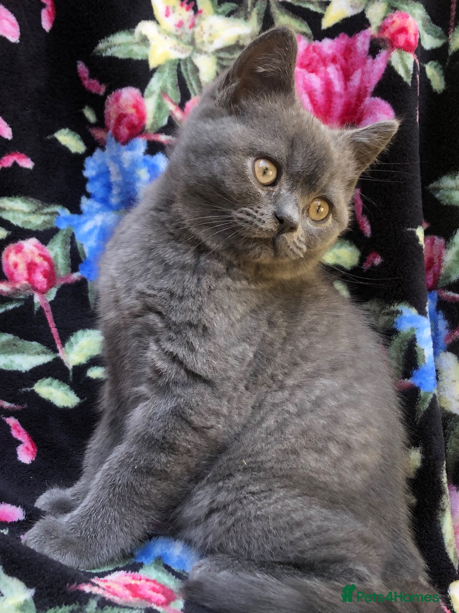 British Shorthair cats for sale: BSH Blue kittens  in Salford - Advert 4