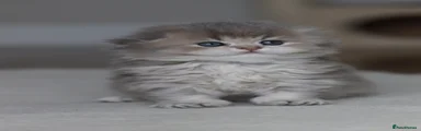 Scottish Fold Kitten 1