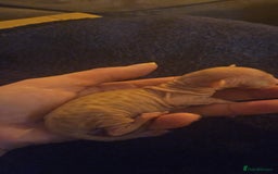 Sphynx cats for sale: Rare red tabby sphynx  - Image 2