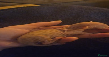 Sphynx cats - Advert 4