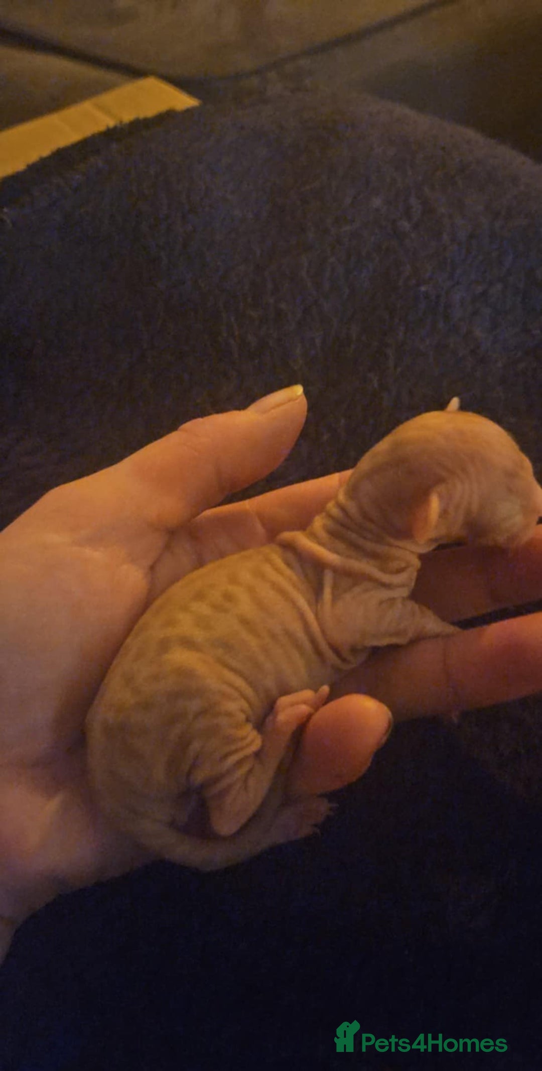 Sphynx cats for sale: Rare red tabby sphynx  - Image 2