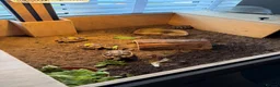 Tortoise reptiles for sale: Marginated Tortoises and set up  - Advert 8