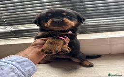 Rottweiler dogs for sale: Rottweiler puppies for sale  - Image 6