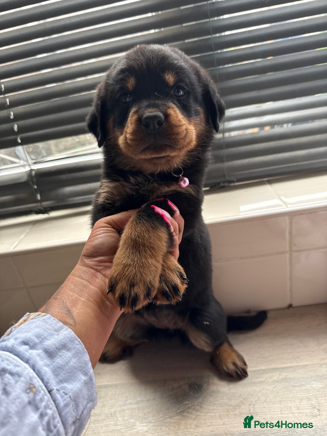 Rottweiler dogs for sale: Rottweiler puppies for sale  - Image 6