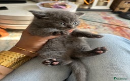 British Shorthair cats for sale: British short hair  - Image 11