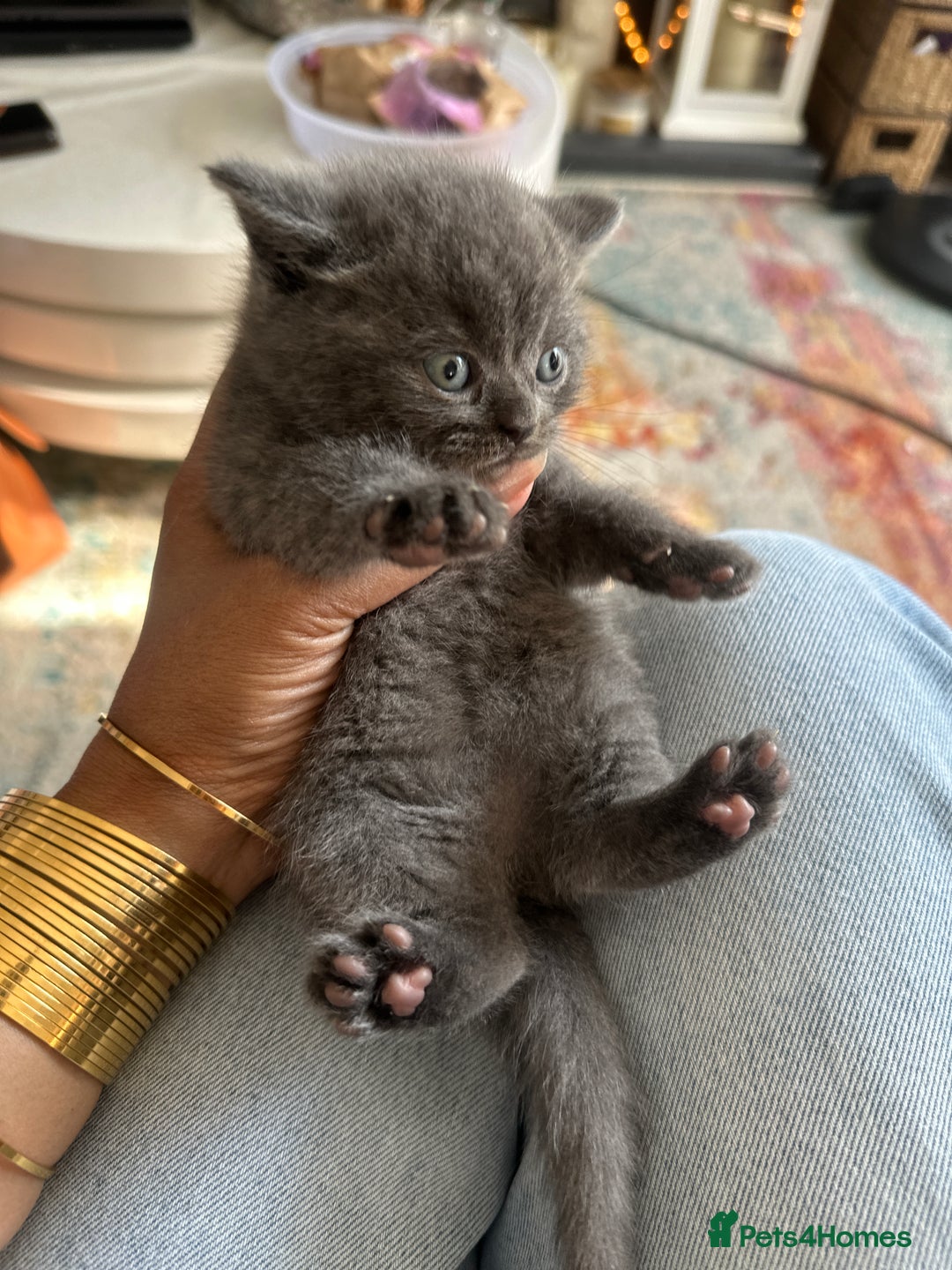British Shorthair cats for sale: British short hair  - Image 11