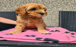 Maltipoo dogs for sale: Maltipoo pups - Image 3