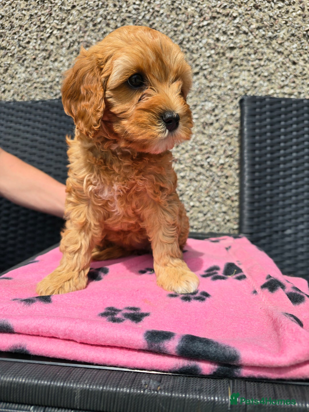 Maltipoo dogs for sale: Maltipoo pups - Image 3