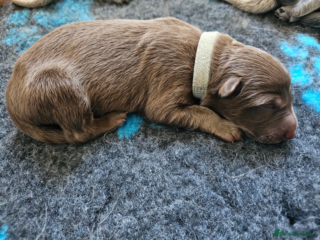 German Shepherd dogs for sale: 💠5 Beautiful healthy KC reg straight back GSP's💠 - Advert 28