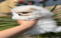 Pomeranian dogs for sale: Quality girl ready now PRINCESS 💕 - Image 9