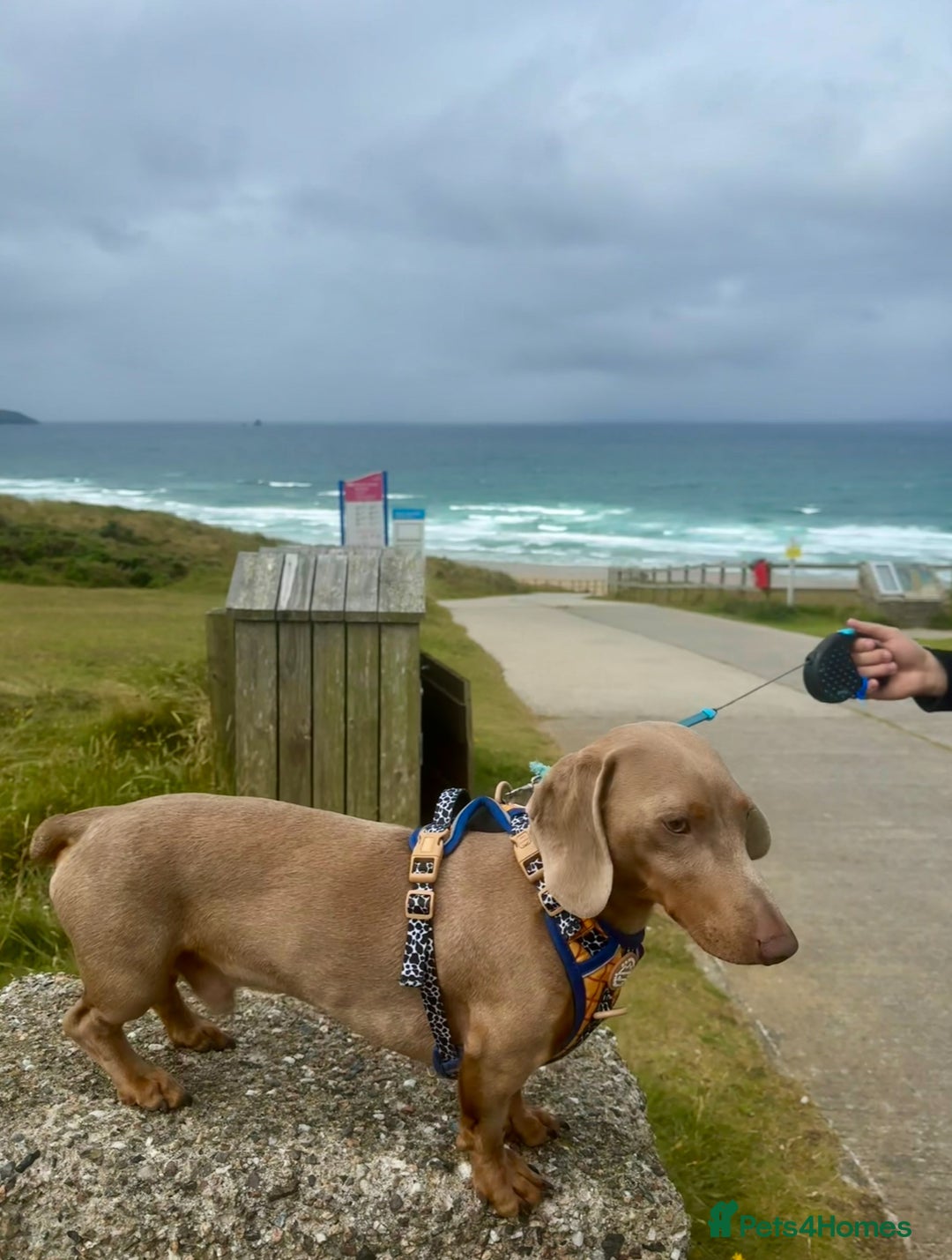 Miniature Dachshund dogs for stud: Isabella miniature dachshund (stud) - Advert 8