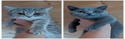 British Shorthair cats for sale: Active blood group B Male - Advert 4