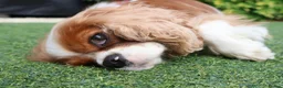 Cavalier King Charles Spaniel dogs for sale: Skye: Fully Trained Pedigree Cavalier - Kind Girl - Advert 3