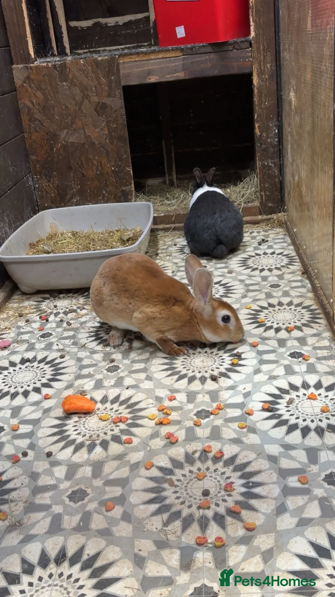 Rex rabbits for sale: male/female rex for sale £60 each or both for £100 - Advert 5