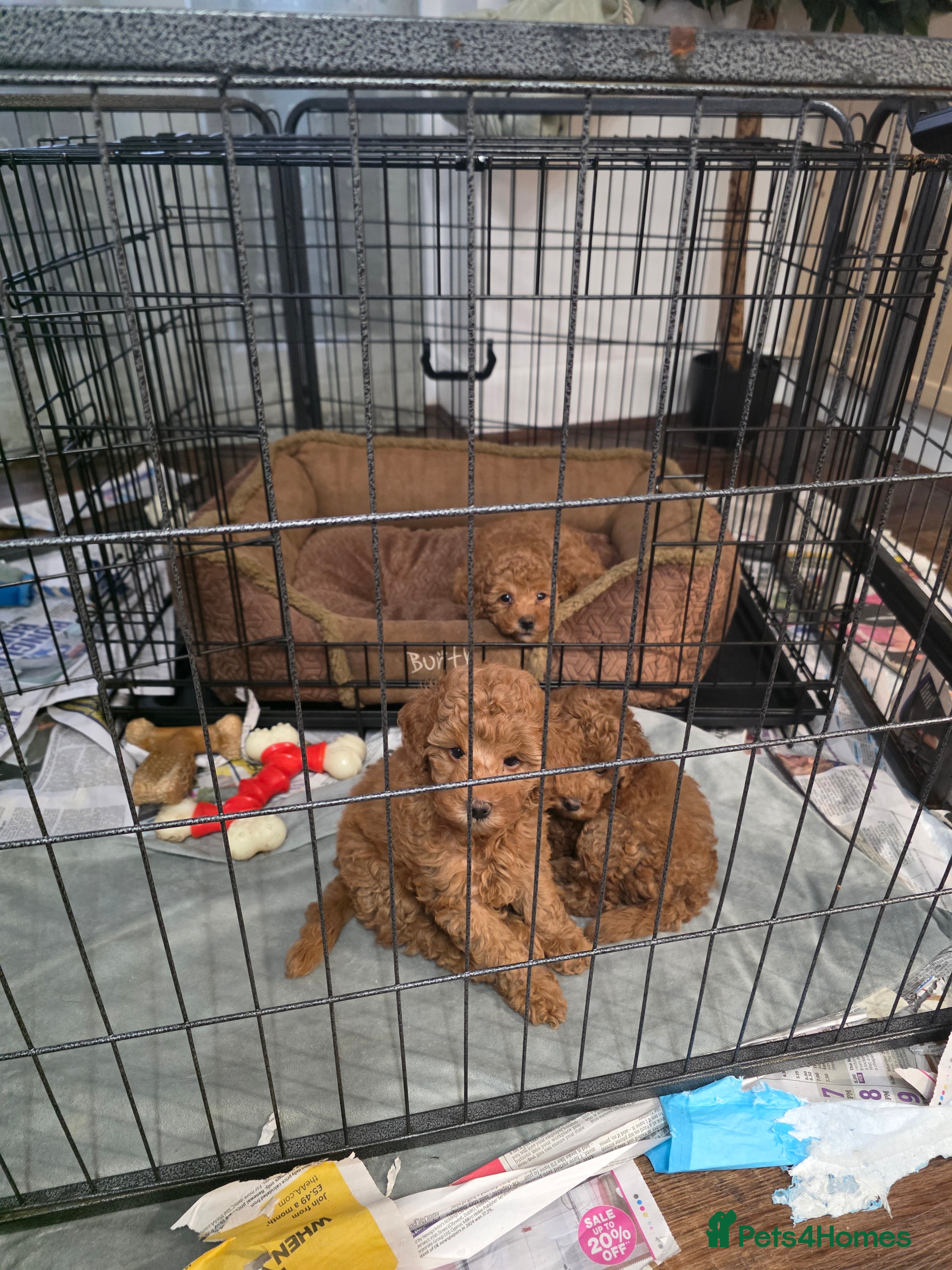 Toy Poodle dogs for sale: Show Quality Toy Poodle  - Advert 2