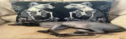 Sphynx cats for sale: Canadian x Elf Sphynx Kittens - Advert 3