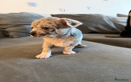 Chihuahua dogs for sale: 1 Stunning Male Apple Head Chihuahua Pup left - Advert 12