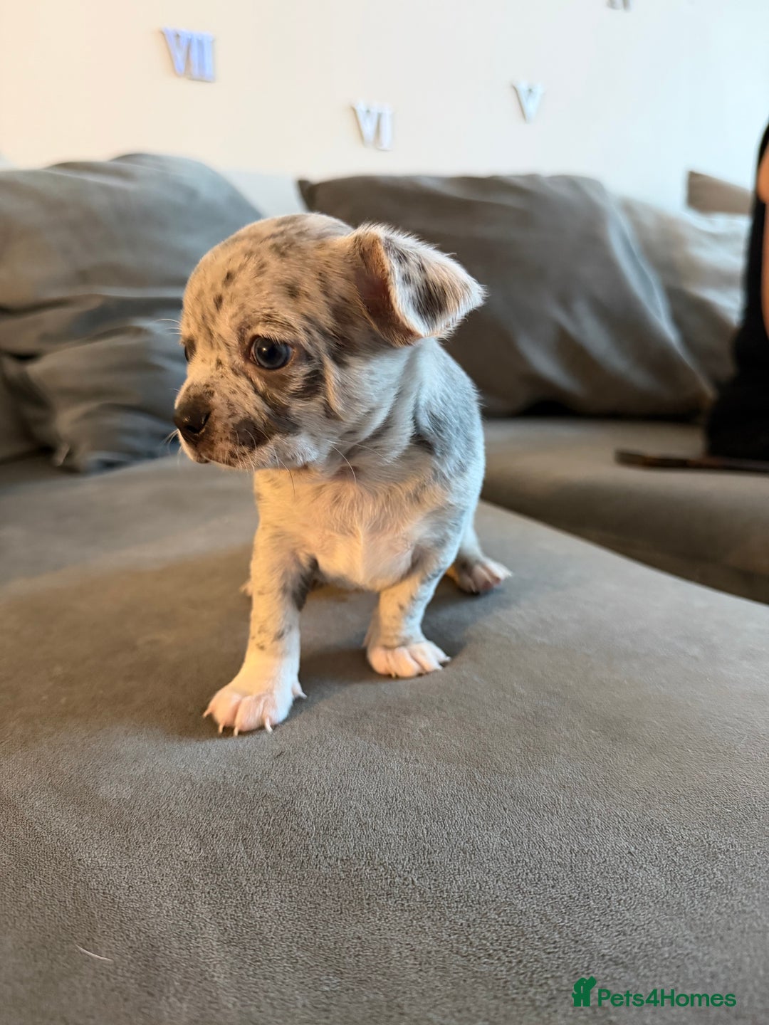 Chihuahua dogs for sale: 1 Stunning Male Apple Head Chihuahua Pup left - Advert 12