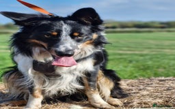 Border Collie dogs for stud: *STUD* Merlin - Image 4