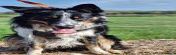 Border Collie dogs for stud: *STUD* Merlin - Advert 4