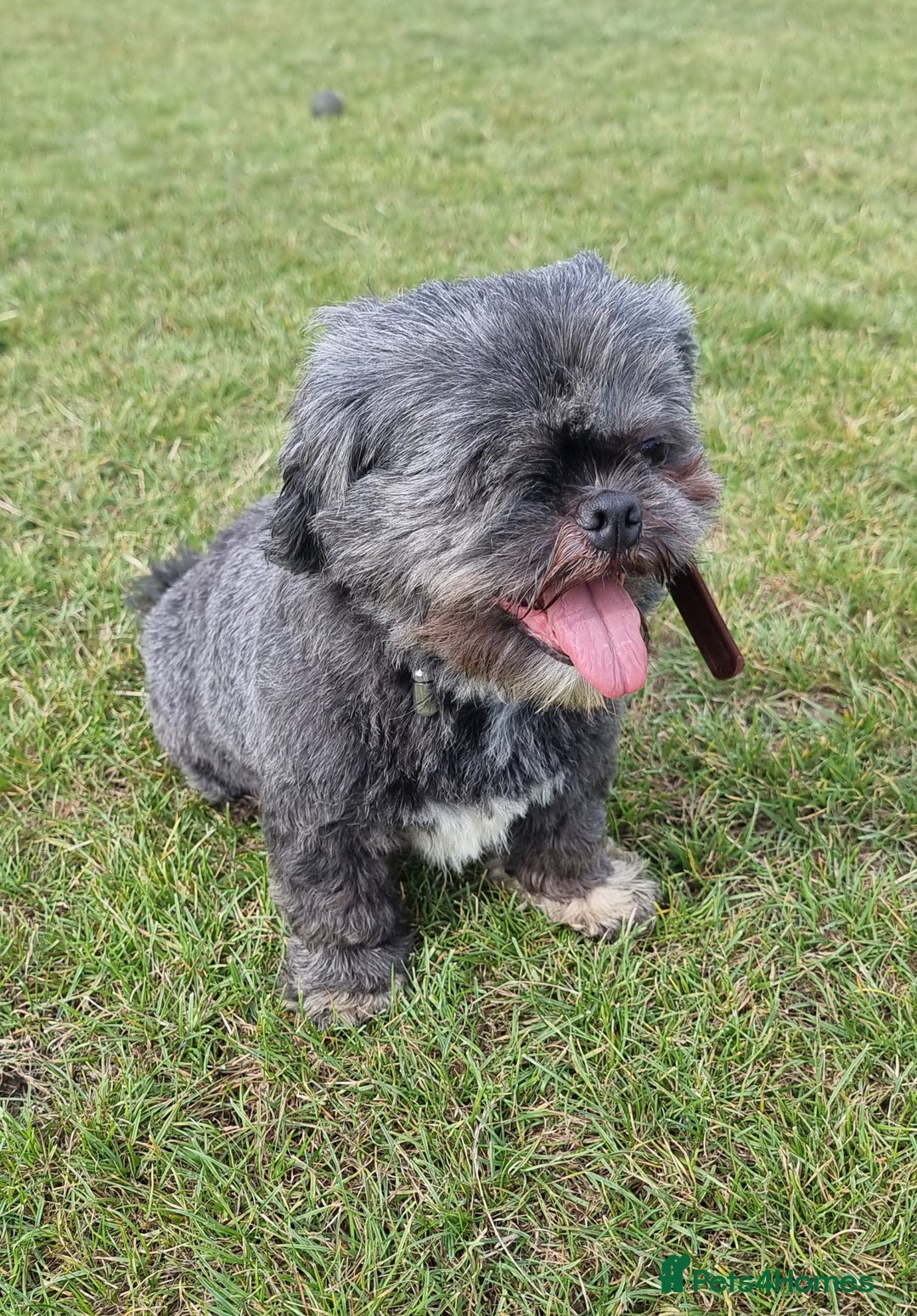 Shih Tzu dogs for sale: Loving cheeky Shihtzu for loving home ❤️ - Image 31