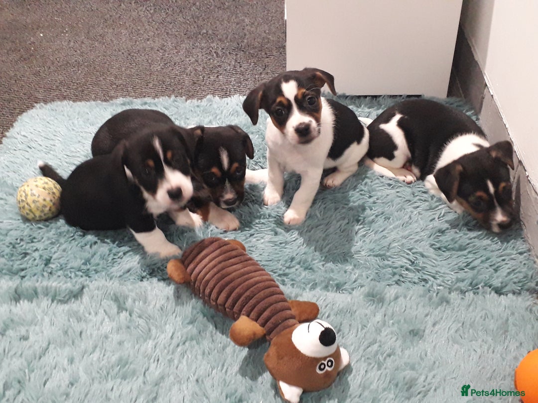 Jack Russell dogs for sale: Stunning jack Russell puppies  - Image 8