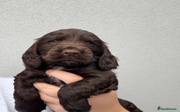 Cocker Spaniel dogs for sale: beautiful KC show cocker spaniel puppies  - Image 4