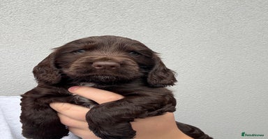 Cocker Spaniel dogs - Advert 6