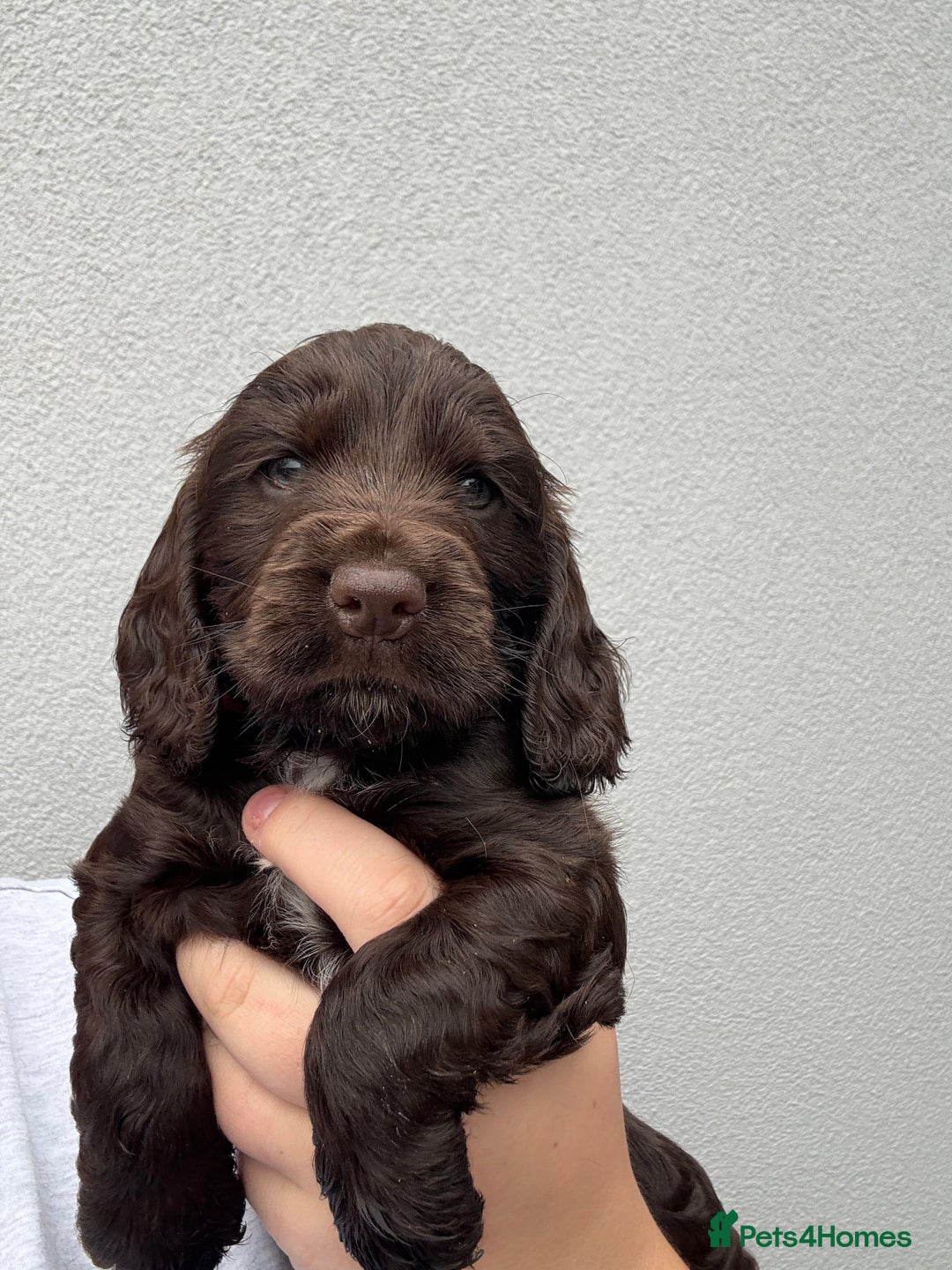 Cocker Spaniel dogs for sale: beautiful KC show cocker spaniel puppies  - Image 4