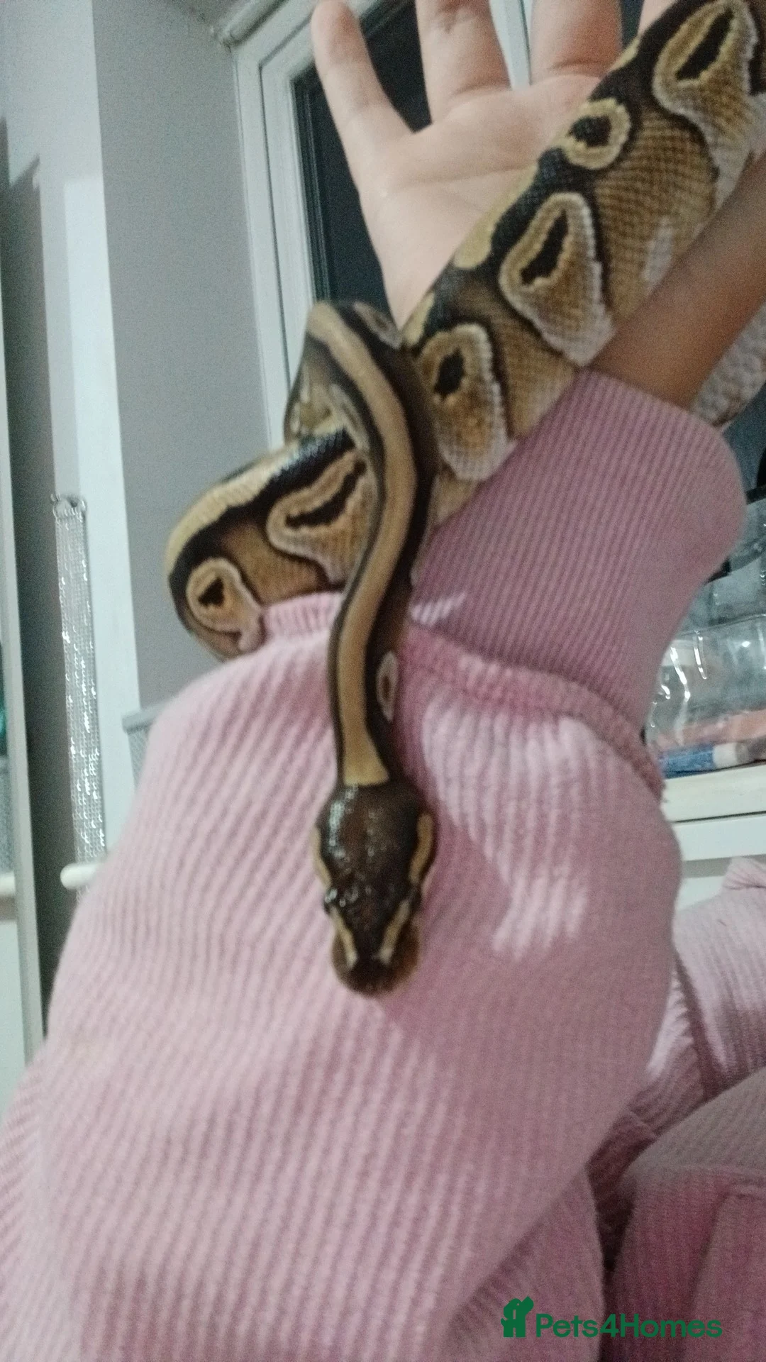 Python Snake reptiles for sale: Royal python  - Advert 1