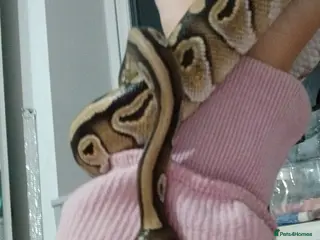 Python Snake reptiles Royal python - Advert 1